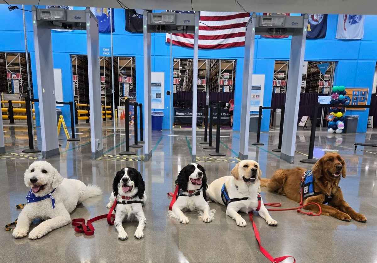 Yeti, Abbi, Daisy, Murphy and Henry